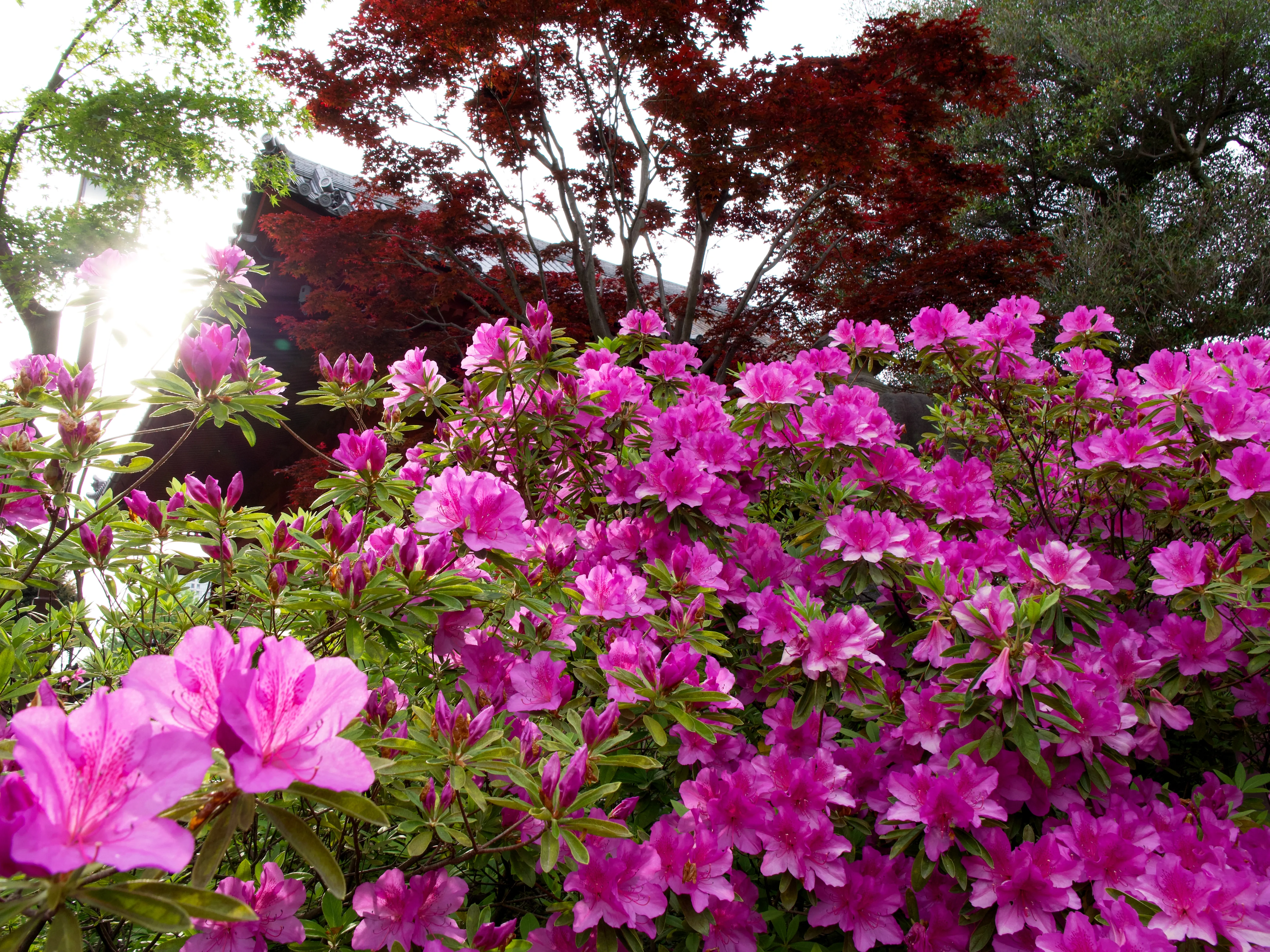 Flowers Blooming Gallery - Picture 13